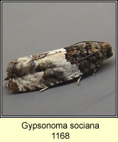 Gypsonoma sociana