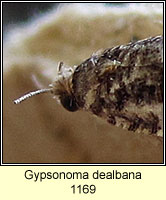 Gypsonoma dealbana