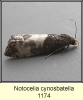 Notocelia cynosbatella