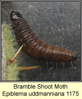Bramble Shoot Moth, Epiblema uddmanniana