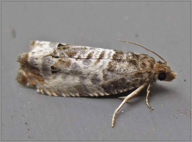 Moths - Epiblema trimaculana