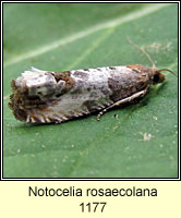 Notocelia rosaecolana