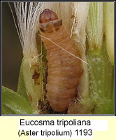 Eucosma tripoliana