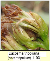Eucosma tripoliana