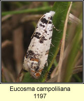 Eucosma campoliliana