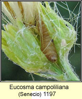 Eucosma campoliliana