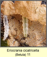 Eriocrania cicatricella