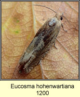 Eucosma hohenwartiana
