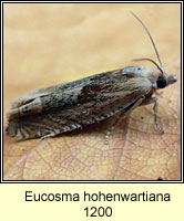 Eucosma hohenwartiana