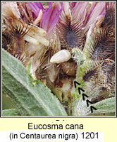 Eucosma cana