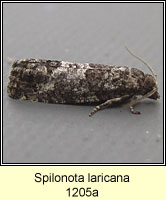 Spilonota laricana