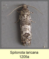 Spilonota laricana