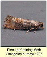 Pine Leaf-mining Moth, Clavigesta purdeyi