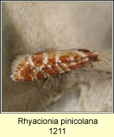 Rhyacionia pinicolana