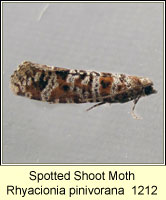 Spotted Shoot Moth, Rhyacionia pinivorana
