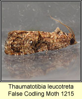Thaumatotibia leucotreta, False Codling Moth