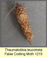 Thaumatotibia leucotreta, False Codling Moth