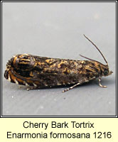 Cherry Bark Tortrix, Enarmonia formosana