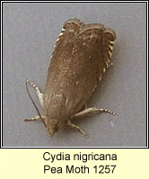 Cydia nigricana, Pea Moth