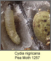 Cydia nigricana, Pea Moth