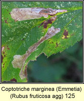 Coptotriche marginea, Emmetia marginea