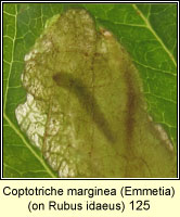 Coptotriche marginea, Emmetia marginea