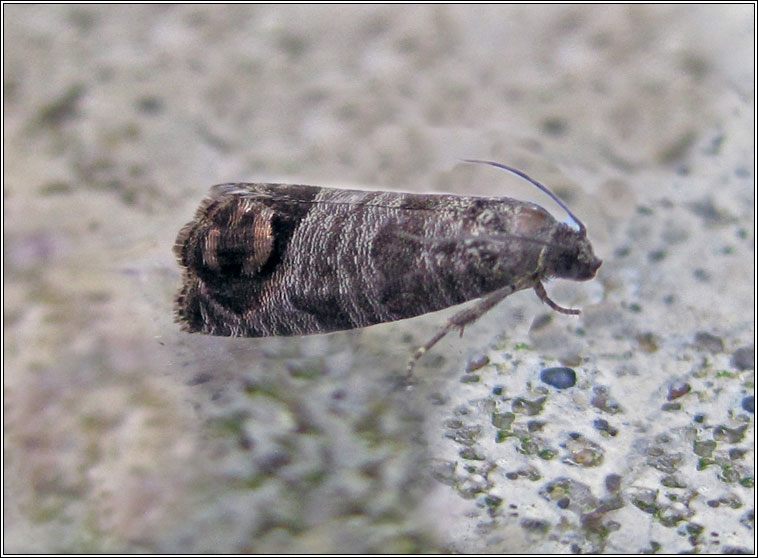 Codling Moth, Cydia pomonella