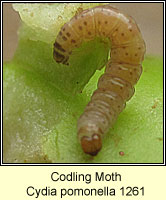 Cydia pomonella, Codling Moth