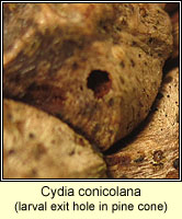 Cydia conicolana
