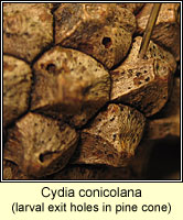 Cydia conicolana