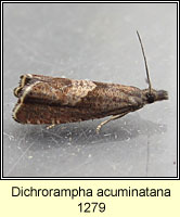 Dichrorampha acuminatana