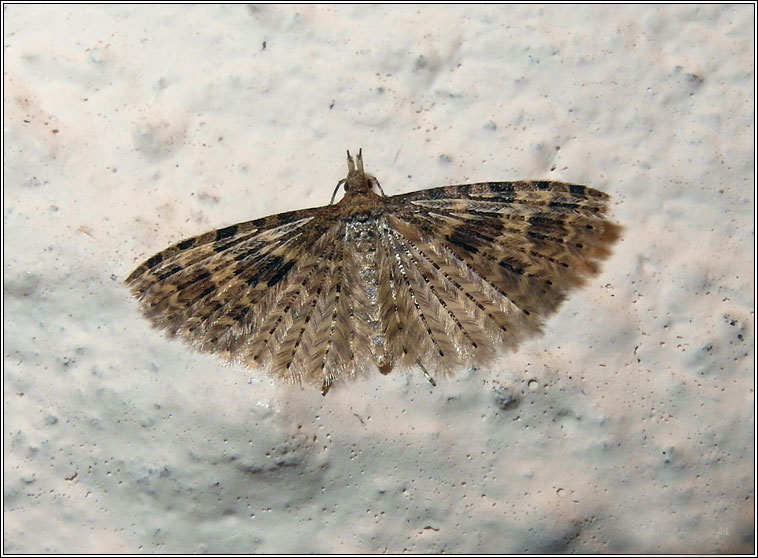 Twenty-plume Moth, Alucita hexadactyla
