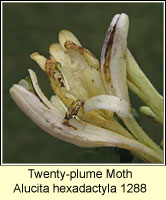 Twenty-plume Moth, Alucita hexadactyla