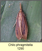 Chilo phragmitella