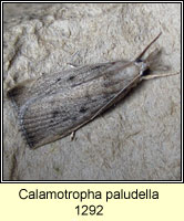 Calamotropha paludella