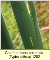 Calamotropha paludella