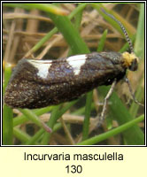Incurvaria masculella
