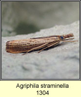 Agriphila straminella