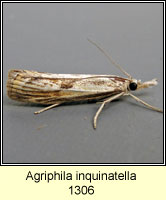 Agriphila inquinatella