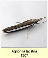 Agriphila latistria