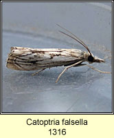 Catoptria falsella