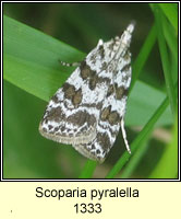 Scoparia pyralella