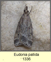 Eudonia pallida