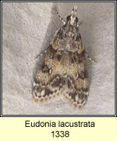 Eudonia lacustrata