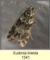 Eudonia lineola