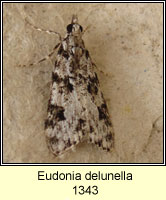 Eudonia delunella