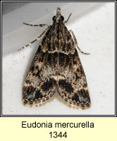 Eudonia mercurella