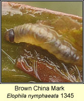 Brown China Mark, Elophila nymphaeata