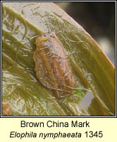 Brown China Mark, Elophila nymphaeata