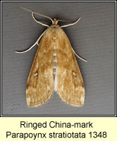 Ringed China-mark, Parapoynx stratiotata